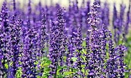 熏衣草,鲜花,紫色的花