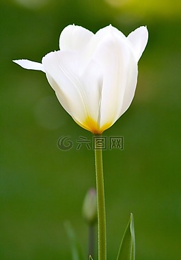 春天,花,郁金香