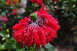 罌粟,夏天,入戶花園