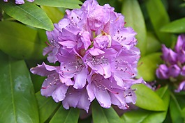 春天,開花,杜鵑