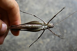 昆蟲,腹部,觸角