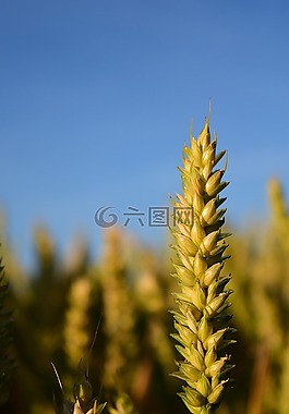 小麥,糧食,谷物