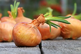 洋蔥,蔬菜花園,清潔的