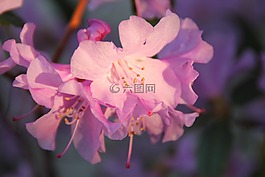 鮮花,紫,陽光