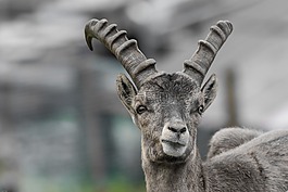摩羯座,年輕的動物,角
