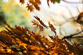秋季,叶,秋天的树叶