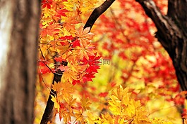 秋季,景觀,大自然