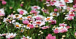 瑪格麗特,樹的雛菊,花
