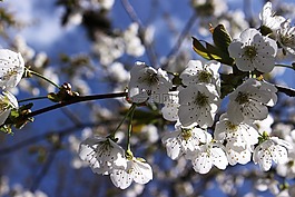 櫻花,白,花