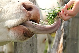 牛,舌,動物