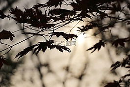 秋季,日落,木材