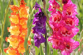 花,草地,橙