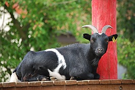 山羊,動(dòng)物肖像,動(dòng)物園
