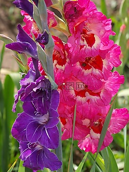 花,開(kāi)花,廠