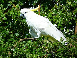 鸚鵡,鳥,動物