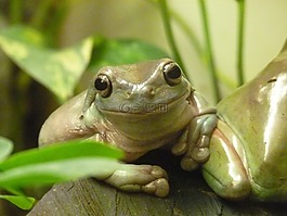 手指珊瑚樹蛙,litoria caerulea,手指珊瑚