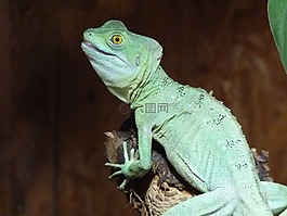 變色龍,chamaeleonidae,爬行動物