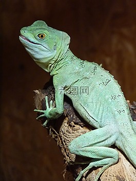 變色龍,chamaeleonidae,爬行動物