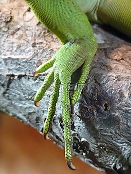 爬行動物,腳,爪