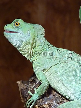 變色龍,chamaeleonidae,爬行動物