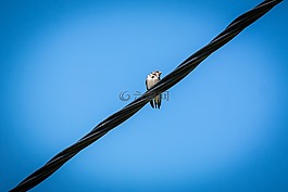 schwalbe,電源線,天空