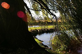 光,樹,湖