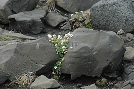 冰島,火山,花