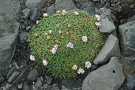 冰島,花,火山