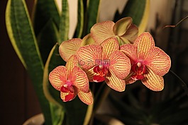 性質(zhì),鮮花,蘭花