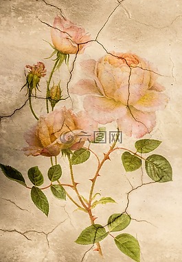 玫瑰花,玫瑰,鯨類