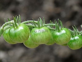 蕃茄,未成熟的,绿色