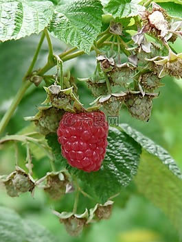 樹莓,茅idaeus,藥用植物