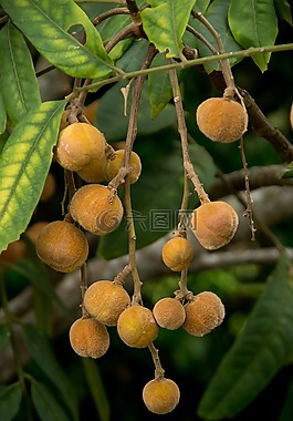 毛茸茸的紅木,dysoxylum rufum,樹(shù)