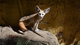 非洲小狐,?？怂?動物園