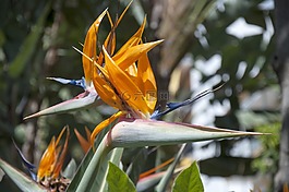花,estelicia,鳥的天堂