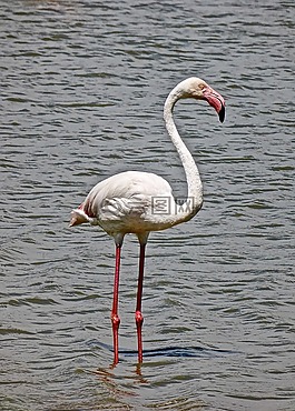 火烈鳥,鳥,粉紅色