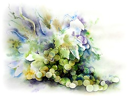 酒,葡萄,水彩畫