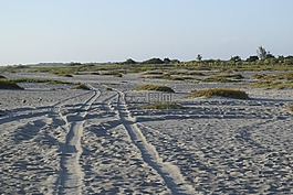 海灘,沙,路徑