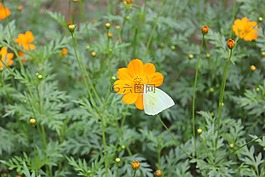 花,黃色,蝴蝶