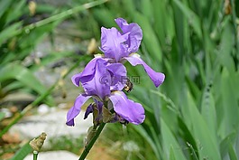 虹膜,花,花園