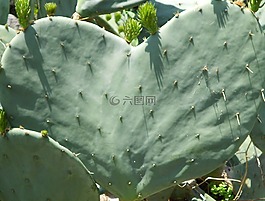 仙人掌,鮮花,心