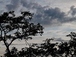 樹(shù)木,云,天空