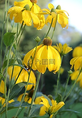 孫釀造,helenium,夏季