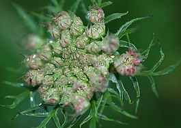 鮮花,芽,群集
