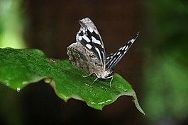 蝴蝶,昆蟲,葉