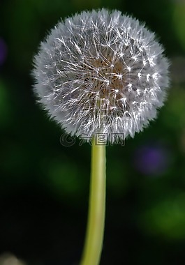 蒲公英,hawkbit,花