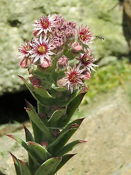 houseleek,开花,屋顶