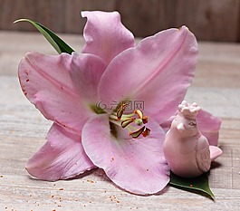 百合,花,开花