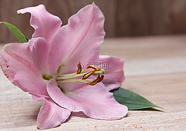 百合,花,开花