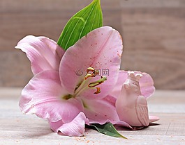 百合,花,开花